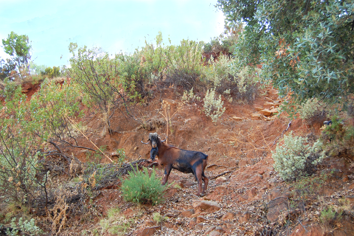 Goat in the Sierra Bermeja above Estepona